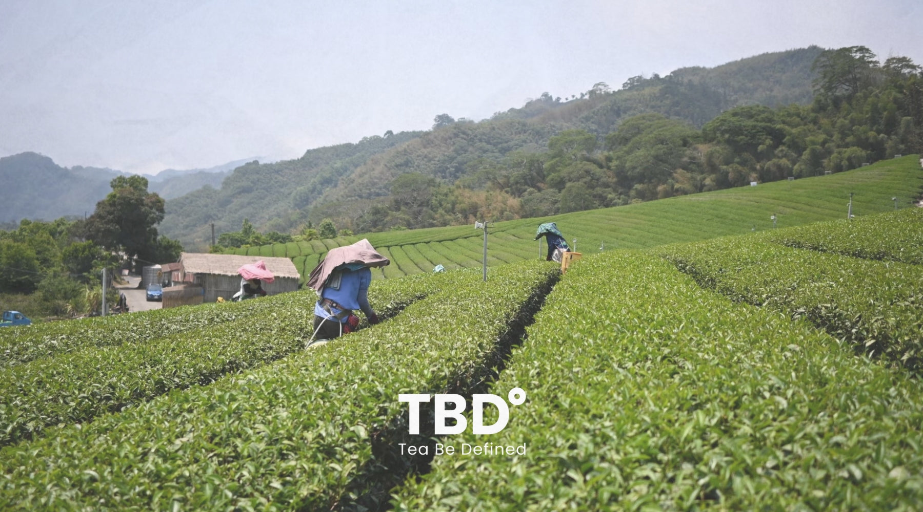 台湾茶の世界へようこそ